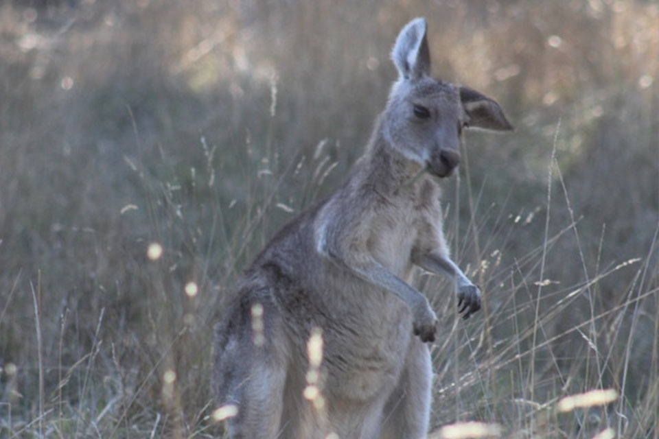 A baby Kangaroo in Melbourne