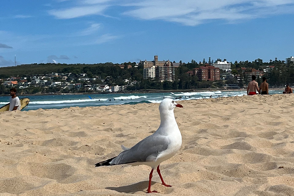 Manly Beach