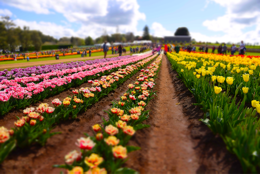 Tesselaar Tulip Festival, Melbourne, Australia