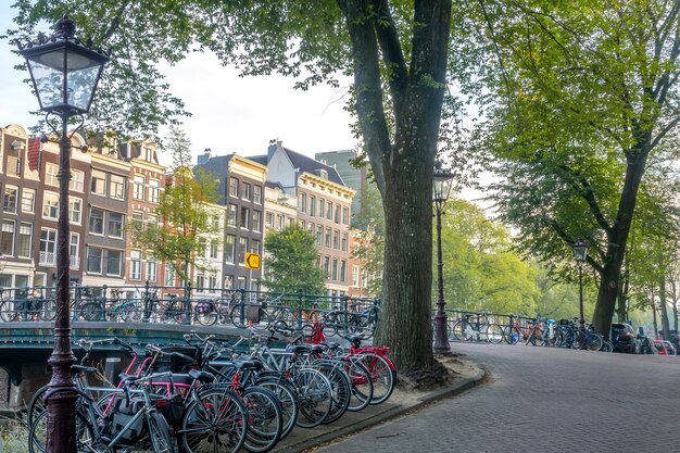 Bikes line a sidewalk in a Dutch city. Row homes and trees are seen in the background