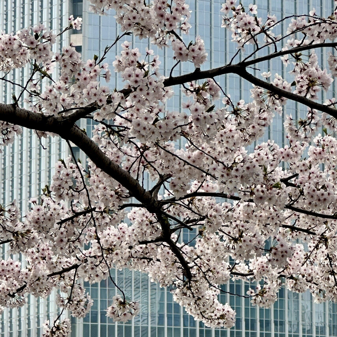 Spring in Seoul, South Korea