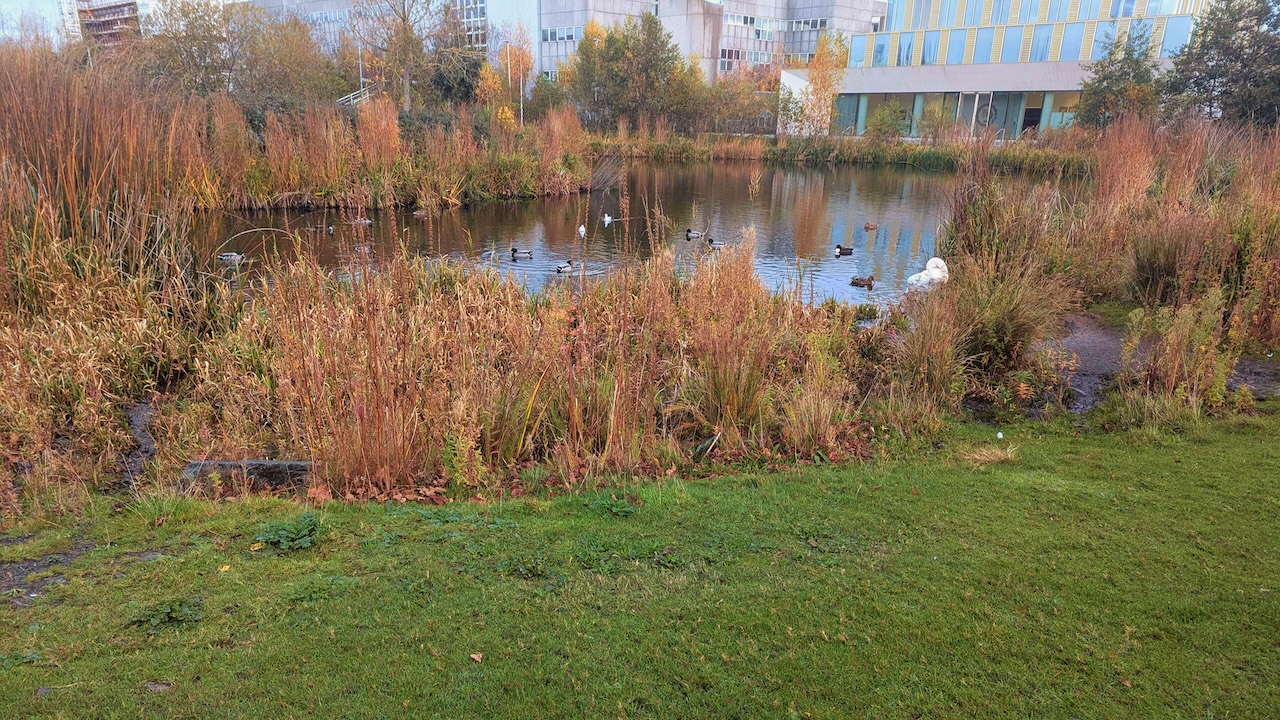 pond near the UCD Engineering Building