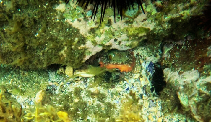 snorkeling near Bare Island and seeing an octopus