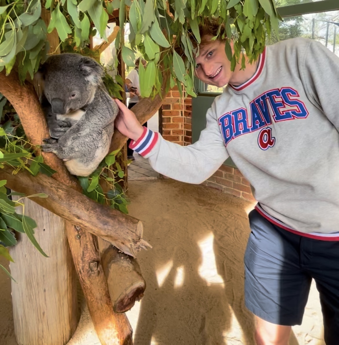 student petting a koala that is hanging on a tree