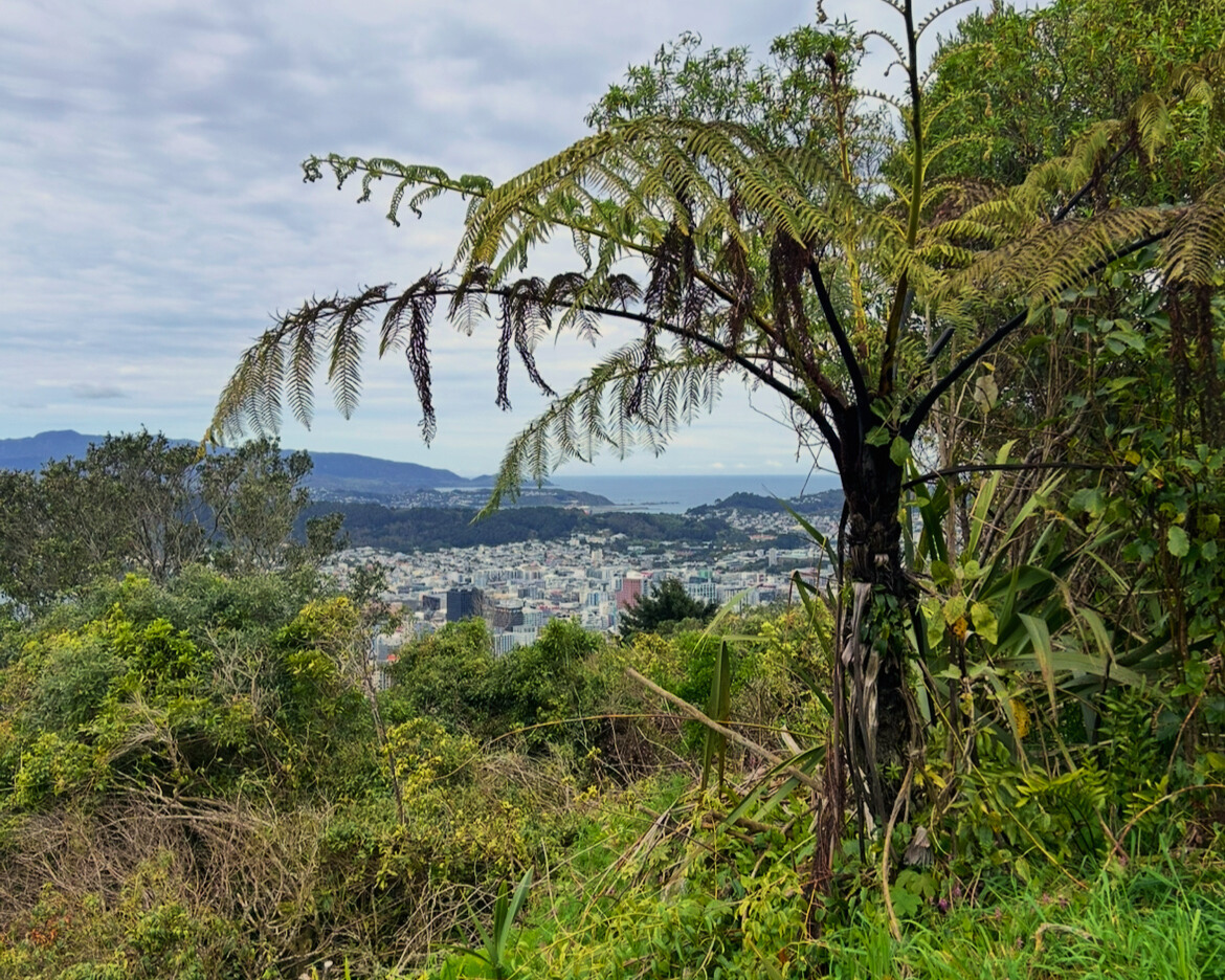 student's view from a hiking trail, seeing trees and the city in the distance