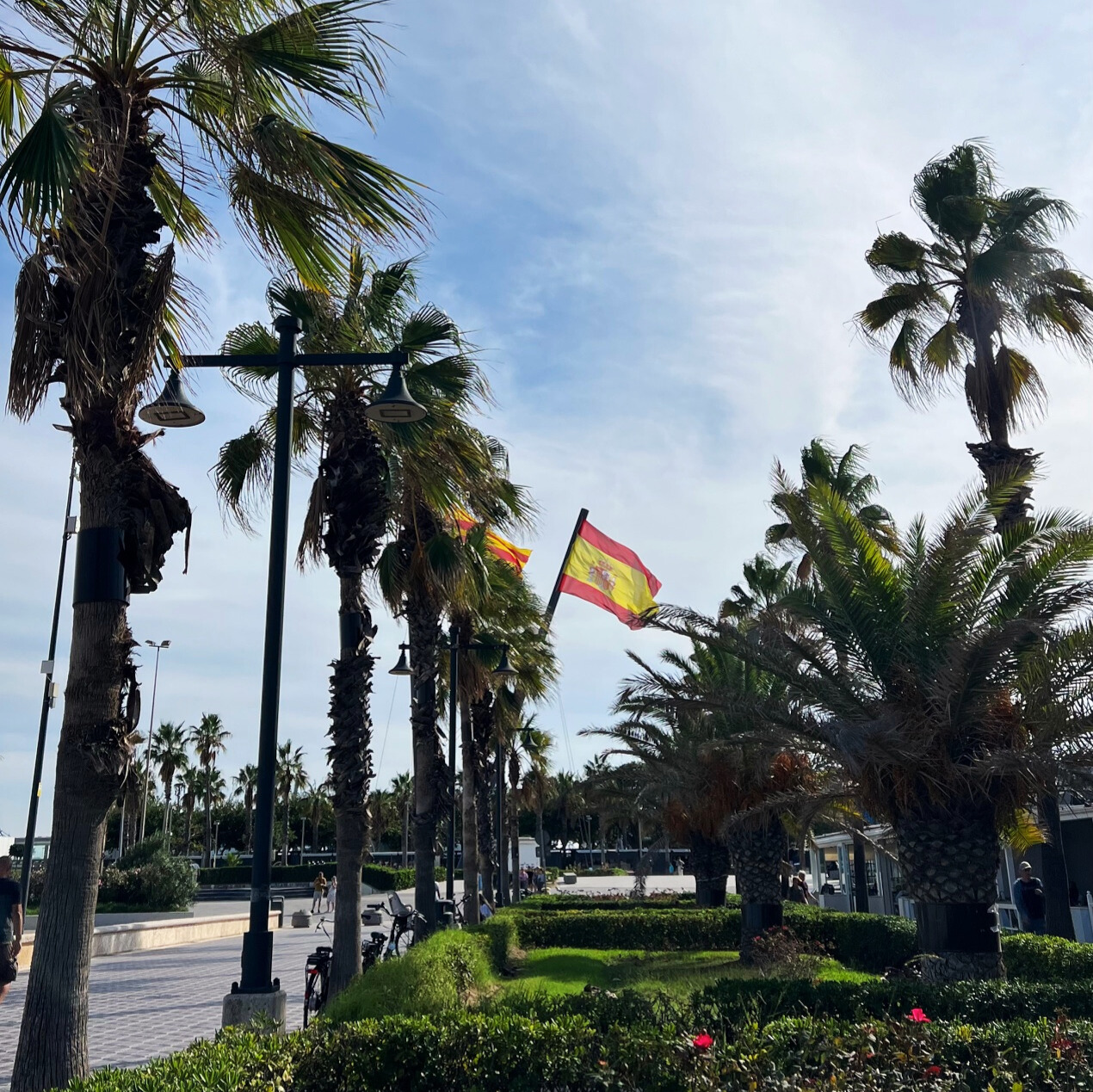 view of the Spanish flag with palm trees