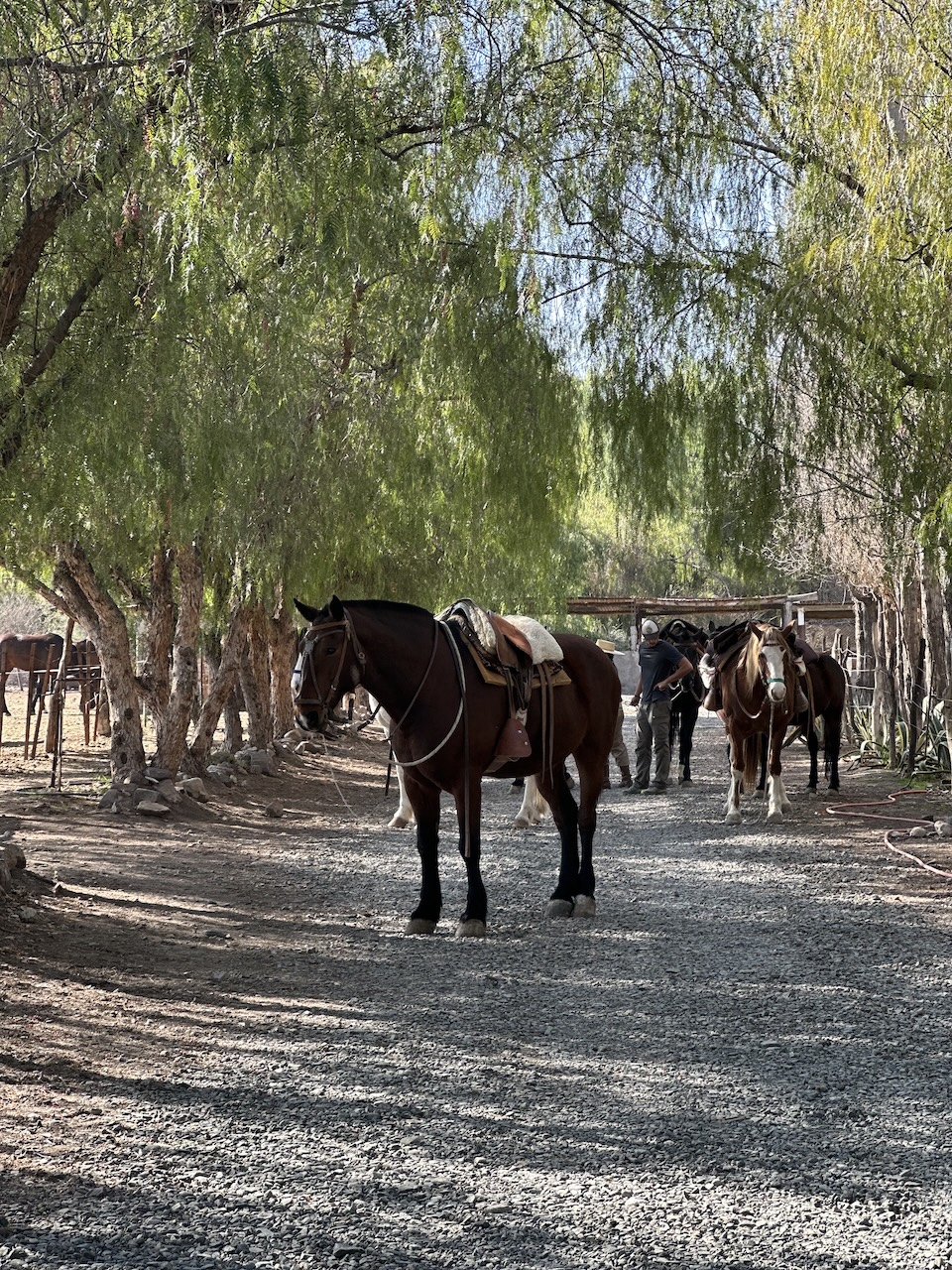horses