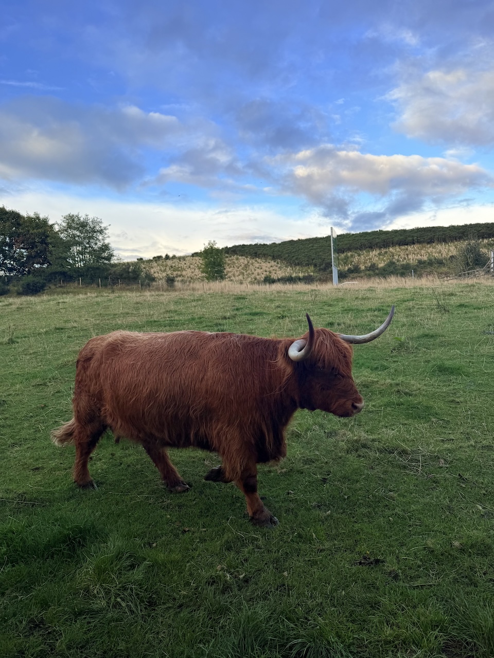 view of a Highland cow in Scotland