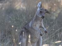 A baby Kangaroo in Melbourne