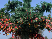 The Wishing Tree in Tin Hau