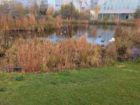 pond near the UCD Engineering Building