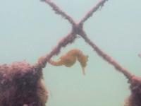 snorkeling near Chowder Bay