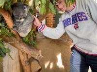 student petting a koala that is hanging on a tree