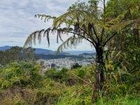 student's view from a hiking trail, seeing trees and the city in the distance