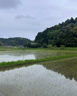 view of rice paddies in Japan's countryside