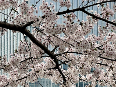 Spring in Seoul, South Korea
