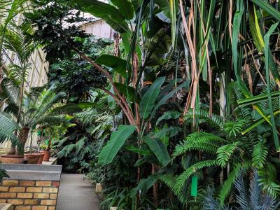 student exploring the National Botanic Gardens